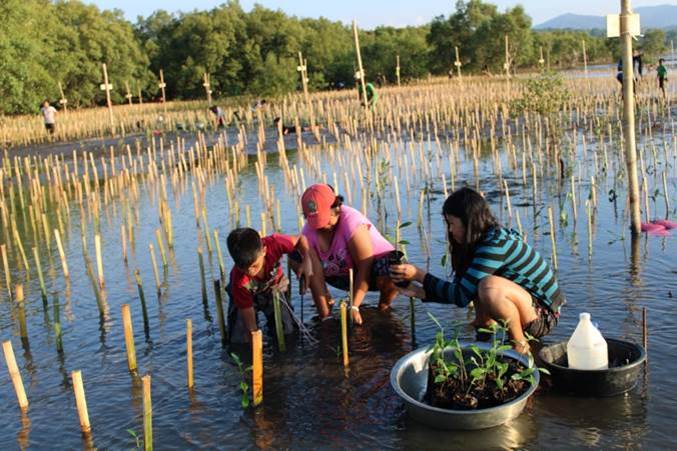 Members of the Kulasihan Fisherfolks Association (KUFA) were engaged to plant and nurture an initial of 50,000 seedlings for NGCP’s mangrove reforestation project. (Photo / Retrieved from Manila Bulletin)